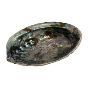 Alabone Shell Bowl With Small Holes